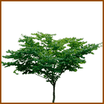 Cedro - Árboles celtas